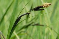 Carex