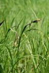 Carex