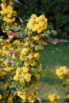 Berberis aquifolium