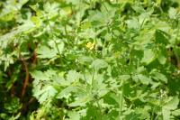 Chelidonium majus