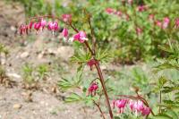 Lamprocapnos spectabilis