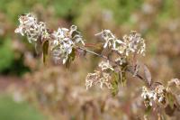 Amelanchier canadensis
