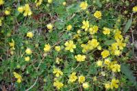 Potentilla verna
