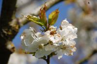 Prunus avium