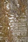 Prunus avium