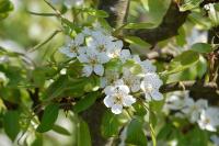 Pyrus communis