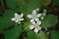 Rubus
