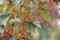 Acer davidii