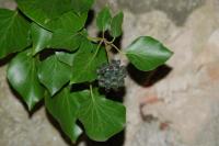 Hedera helix
