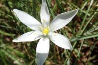 Ornithogalum umbellatum
