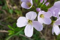 Cardamine pratensis