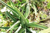 Anacamptis pyramidalis