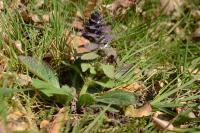 Ajuga pyramidalis
