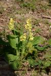 Primula elatior