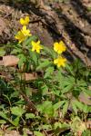 Anemone ranunculoides