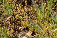 Montia fontana subsp. minor