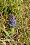 Ajuga genevensis
