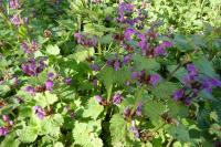 Lamium maculatum