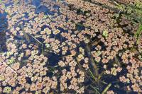 Azolla filiculoides