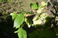 Ulmus laevis