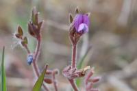Vicia lathyroides