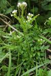 Cardamine flexuosa