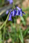 Hyacinthoides non-scripta