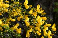 Cytisus scoparius