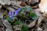Viola riviniana