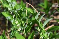 Polygonatum multiflorum