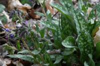 Pulmonaria longifolia
