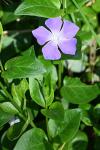 Vinca major
