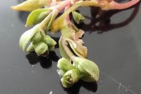 Montia fontana subsp. minor