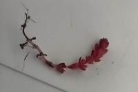 Crassula tillaea