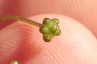 Ranunculus tripartitus