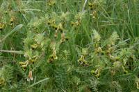 Vicia melanops