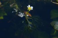 Ranunculus trichophyllus