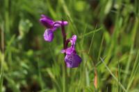 Anacamptis morio