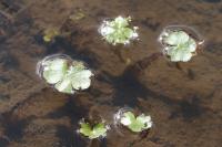 Hydrocotyle ranunculoides