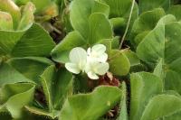 Trifolium subterraneum
