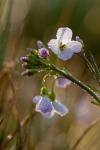 Cardamine pratensis