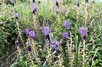 Muscari comosum