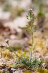 Teesdalia nudicaulis