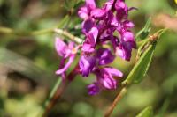 Anacamptis morio