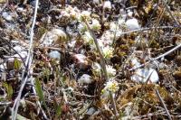 Sesamoides purpurascens