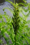 Osmunda regalis