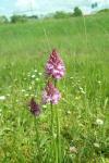 Anacamptis pyramidalis