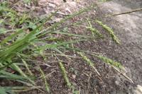 Carex sylvatica