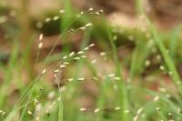 Melica uniflora