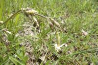 Silene nutans